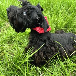 Lexus - Miniature Schnauzer