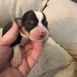 Tri female - Black and tan female Pembroke Welsh Corgi puppy in Mountain View, Hawaii from Celtic Corgis