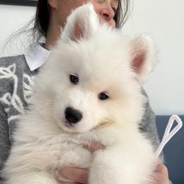 White Boy - White male Samoyed puppy in White Bear Lake, Minnesota from Nakawe (nah-COW-weh) Samoyeds