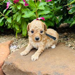 Kai - Red  male Poodle puppy in Wharton, Texas from In the Red Poodles