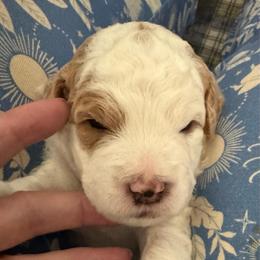 Romeo - Parti male Goldendoodle puppy in Danville, Virginia from Stella’s Stunning Goldendoodles of VA