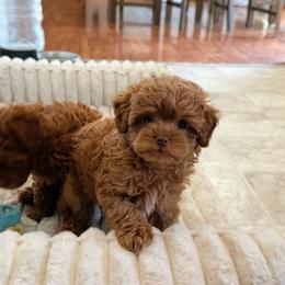 Toy F1b - Red male Cavapoo puppy in Wamego, Kansas from Doodles of Oz