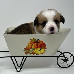 Lady - Red female Pembroke Welsh Corgi puppy in Waco, Texas from The Comma Corgis