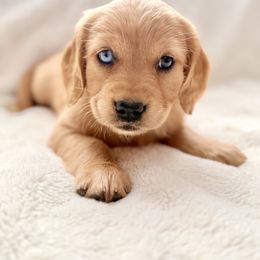 Companion Cross Puppies from Happy Tails Mini Goldens