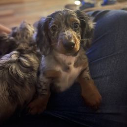 Dachshund Puppies from Dachshunds of Bunch