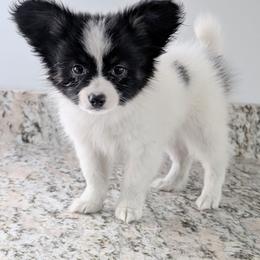 Merlot - White and black male Papillon puppy in Dorset, Ohio from Classy Country Papillons