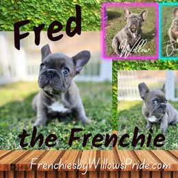 French Bulldog Puppies from Frenchies By Willows Pride