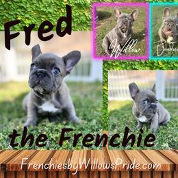 French Bulldog Puppies from Frenchies By Willows Pride
