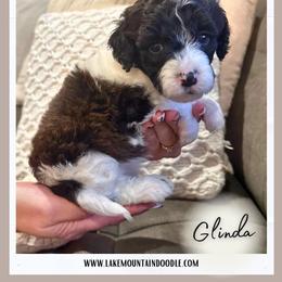 Glinda - Blue female Australian Labradoodle puppy in Eagle Mountain, Utah from Lake Mountain Doodle