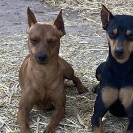 Great Danes and Miniature Pinschers from Legacy Danes