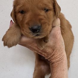 Hulu Girl 3 - Dark golden female Golden Retriever puppy in Fort Morgan, Colorado from Golden Girls Kennels, LLC