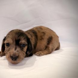 Bumbles - Dapple male Dachshund puppy in Southwest Ranches, Florida from Breezy Florida Dachshunds
