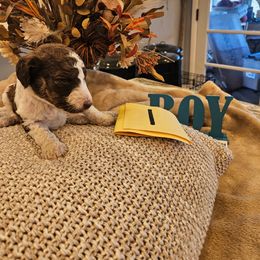 Boy 1 - Parti male Poodle puppy in Detroit, Michigan from Pretty Spoiled Spoos llc