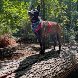 Belgian Malinois All Grown Up from E-Quality Kennels