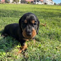 Balck and Tan girl - Black and tan female Dachshund puppy in Buckeye, Arizona from Ryder's Roundup