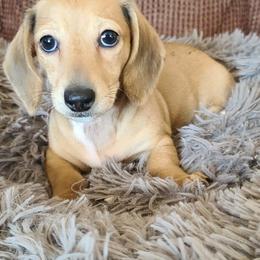 Dachshund Puppies from Ivy Willow Dachshunds