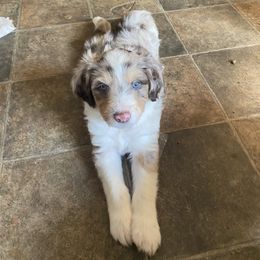 Aussiedoodle Puppies from Drew’s Aussies & Doodles