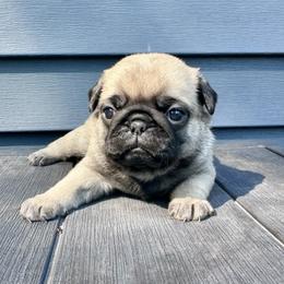 Pug puppies from Greener Hills Pugs