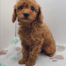 Merry - Red  female Poodle puppy in Kannapolis, North Carolina from Carolina Great Danes & Toy Poodles