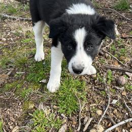 Border Collie Puppies from Roaring River Border Collies