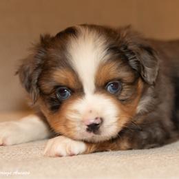 Paw Patrol Chase - Blue merle male Toy Australian Shepherd puppy in Tennessee from Coolsprings Aussies