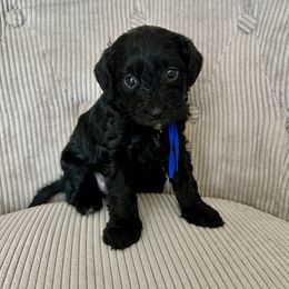 Charlie - Black male Yorkipoo puppy in New Britain, Connecticut from Goldendoodles Yorkiepoo Stars CT
