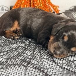 Mr. Blue-2800 - Black and tan male Dachshund puppy in Sparr, Florida from From the Heart Doxies
