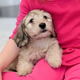 Bell one day special ready Jan 30th - Cream female Dachshund puppy in Richmond, Virginia from Irresistible Dachshunds & Cavaliers