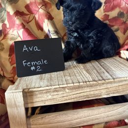 Ava Girl 2 - Black and silver female Miniature Schnauzer puppy in Caldwell, Idaho from Nichols Miniature Schnauzers