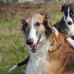Borzoi Puppies from Rezance Borzoi