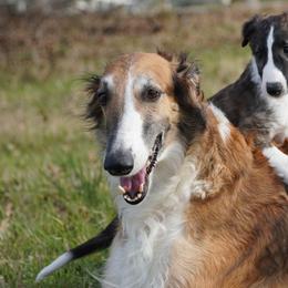 Borzoi Puppies from Rezance Borzoi