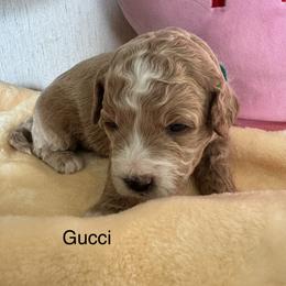 Gucci - Cream female Goldendoodle puppy in Danville, Virginia from Stella’s Stunning Goldendoodles of VA