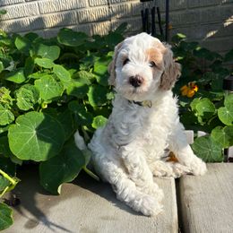 Judo - White female Bernedoodle puppy in Sparrows Point, Maryland from Rosie’s Puppies