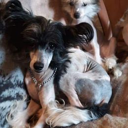 Chinese Cresteds, Ibizan Hounds, and Salukis from Castlecove