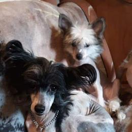 Chinese Cresteds, Ibizan Hounds, and Salukis from Castlecove