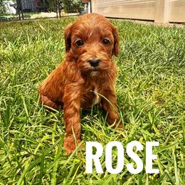 Rose - Red  female Goldendoodle puppy in Bountiful, Utah from Red Brick Doodles