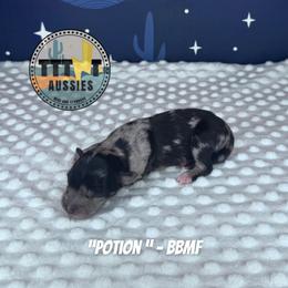 Potion - Blue merle female Australian Shepherd puppy in Tucson, Arizona from TTTNT Aussies