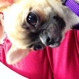 Chihuahua Puppies from Vargo Chihuahuas