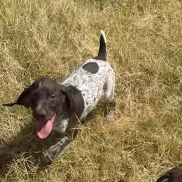 Kati - Liver and white female German Shorthaired Pointer puppy in Stephenville, Texas from VOM BOSQUE RIVER DEUTSCH KURZHAAR and FOREST RIVER LLEWELLINS