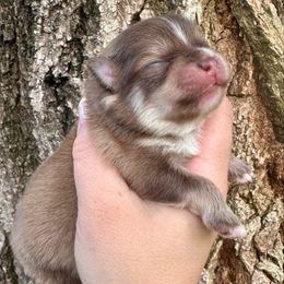 Ethan - Chocolate sable male Pomeranian puppy in Springfield, Missouri from Hope Mountain Pomeranians