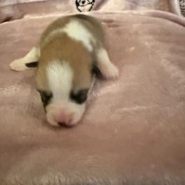 Pretty pup yellow - Sable female Pembroke Welsh Corgi puppy in Brackettville, Texas from Schott’s Country Corgis