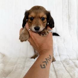Shaded cream boy - Cream male Dachshund puppy in Wilton, California from Ranch Raised Doxies