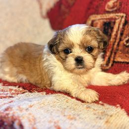 Girl one - Liver and white female Shih Tzu puppy in Vinemont, Alabama from Puppy Pals