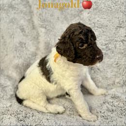 Jonagold - Parti male Poodle puppy in Julian, California from Above the Pines Poodles