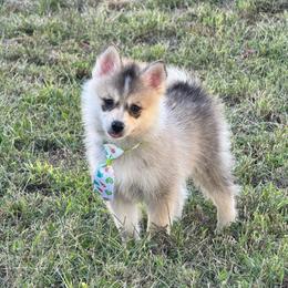Sion - Silver and white male Pomsky puppy in Boonville, Indiana from Elysian Pomskies
