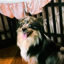 J’Adore - Pomeranian