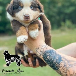 Miniature Australian Shepherd and Toy Australian Shepherd Puppies from Fireside Toy & Mini Aussies