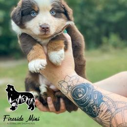 Miniature Australian Shepherd and Toy Australian Shepherd Puppies from Fireside Toy & Mini Aussies