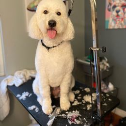 Mamba - Goldendoodle