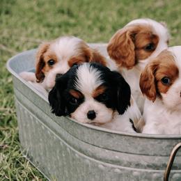 Cavalier King Charles Spaniel Puppies from Cavalier & Co.